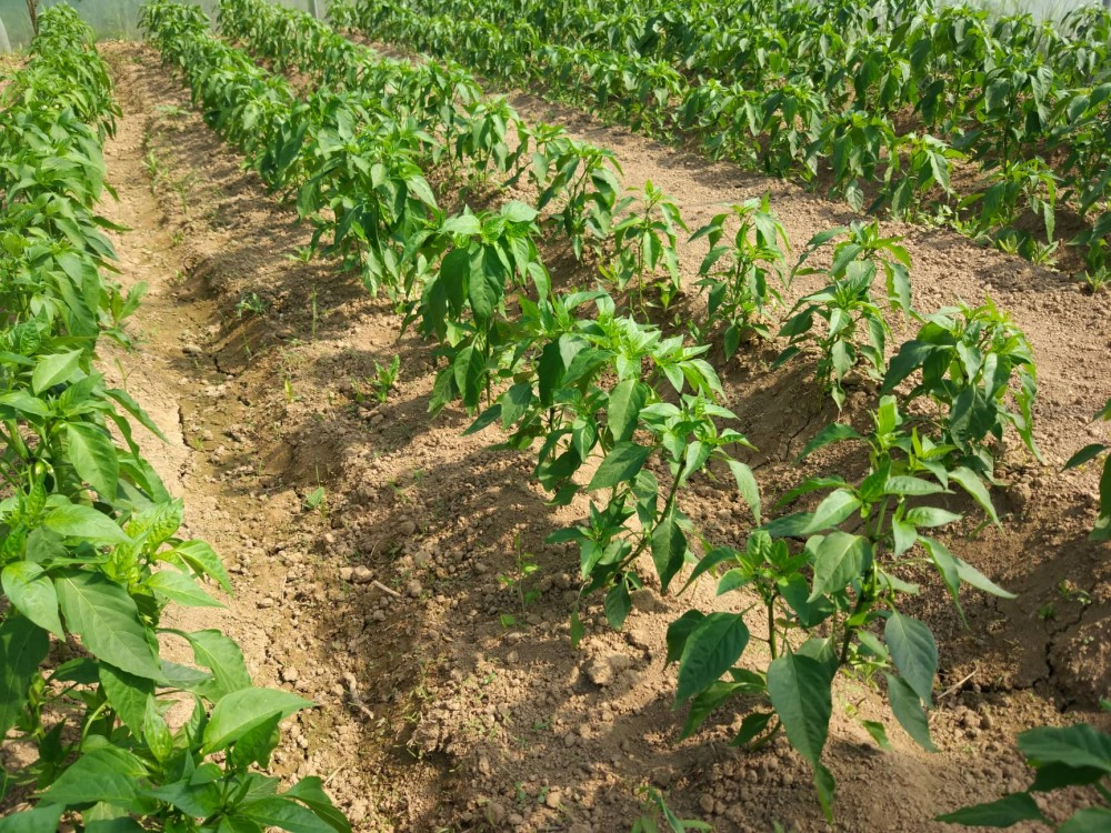 Bernarda’s garden on the principles of biodynamics